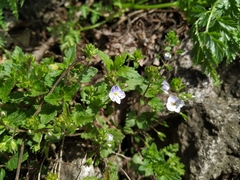Veronica peduncularis