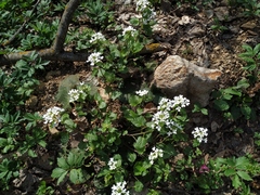 Pachyphragma macrophyllum