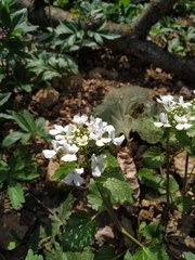 Pachyphragma macrophyllum