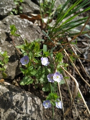 Veronica peduncularis