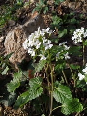 Pachyphragma macrophyllum