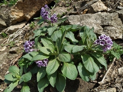 Physochlaina orientalis