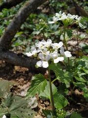 Pachyphragma macrophyllum