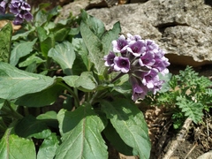 Physochlaina orientalis