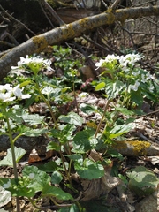 Pachyphragma macrophyllum