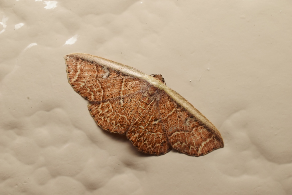 Oruza yoshinoensis