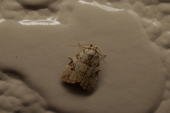 Neachrostia bipuncta