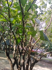 Angiospermae