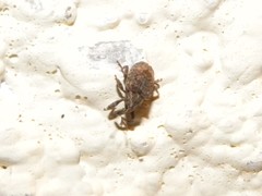 Conotrachelus seniculus