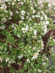 Daphne × burkwoodii