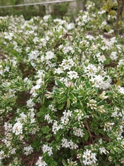 Daphne × burkwoodii