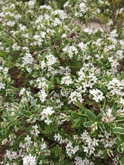 Daphne × burkwoodii