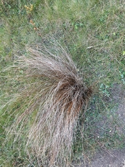 Carex punicea