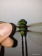 Gynacantha basiguttata