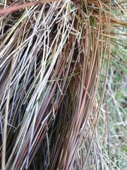 Carex punicea