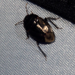 Macroscytus