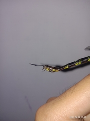 Gynacantha basiguttata