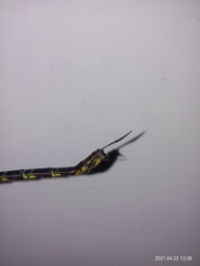 Gynacantha basiguttata