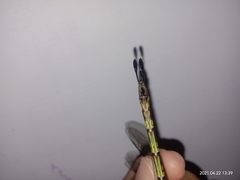 Gynacantha basiguttata