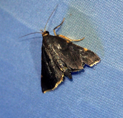 Hypsopygia pelasgalis