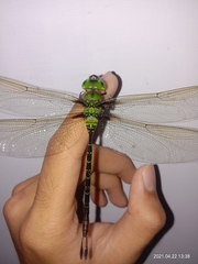 Gynacantha basiguttata