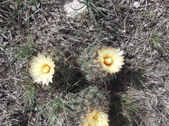 Coryphantha cornifera