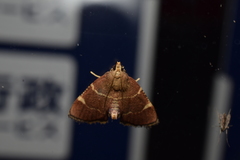 Stemmatophora valida