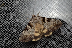 Catocala intacta intacta