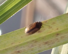 Contacyphon laevipennis