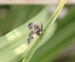 Clytocerus ocellaris