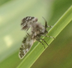 Clytocerus ocellaris