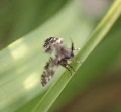 Clytocerus ocellaris