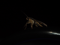 Hypsopygia pelasgalis