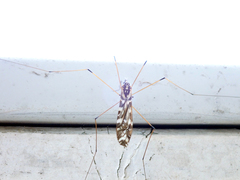Ischnotoma eburnea