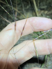 Capillipedium parviflorum