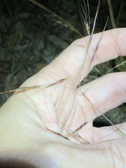 Capillipedium parviflorum