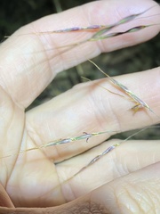 Capillipedium parviflorum