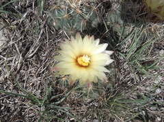 Coryphantha cornifera