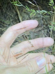 Capillipedium parviflorum