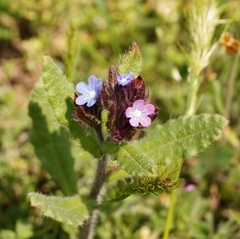 Anchusa arvensis orientalis