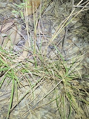 Capillipedium parviflorum