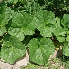 Cucumis melo