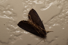Ercheia umbrosa