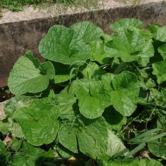 Cucumis melo