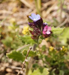 Anchusa arvensis orientalis