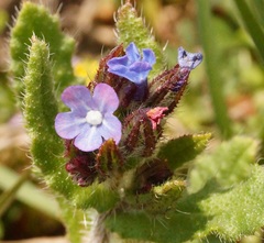 Anchusa arvensis orientalis