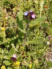 Anchusa arvensis orientalis