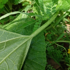 Cucumis melo