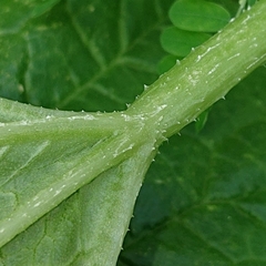 Cucumis melo