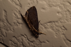 Ercheia umbrosa